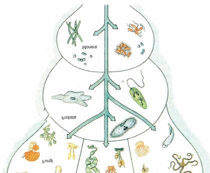 Classificazione biologica Principali regni in cui gli organismi sono suddivisi (Fig.1.