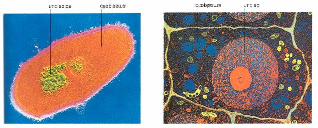 EUCARIOTI: a cui appartengono tutti gli altri organismi. Fig.1.3 Cellula procariotica a sinistra- e cellula eucariotica- a destra- (da Brum et al.