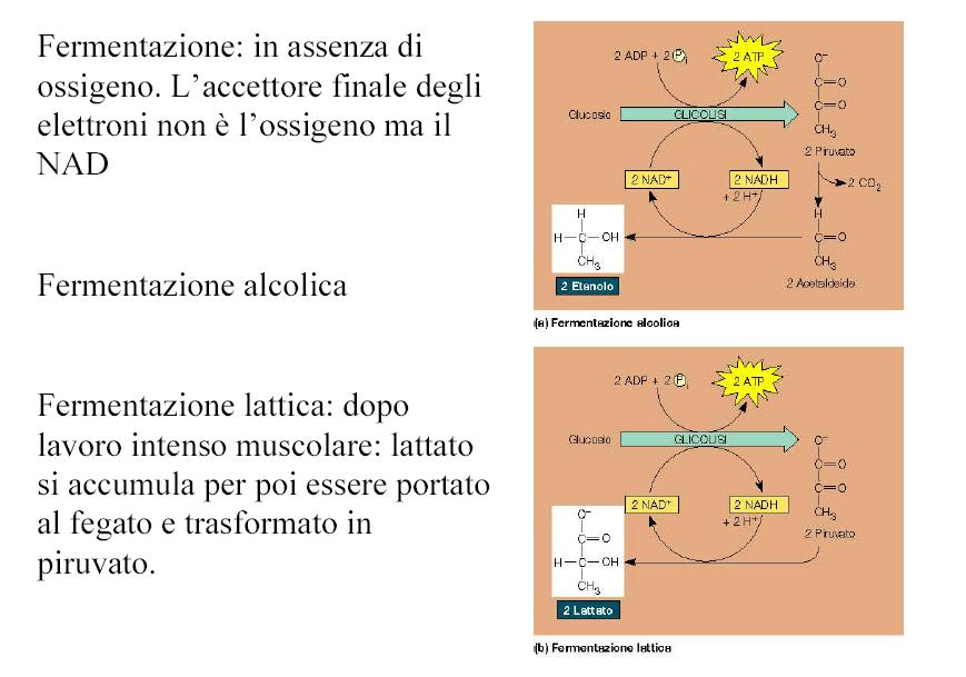 09/10/18 L energia della vita 7 NADH: nicotinammide