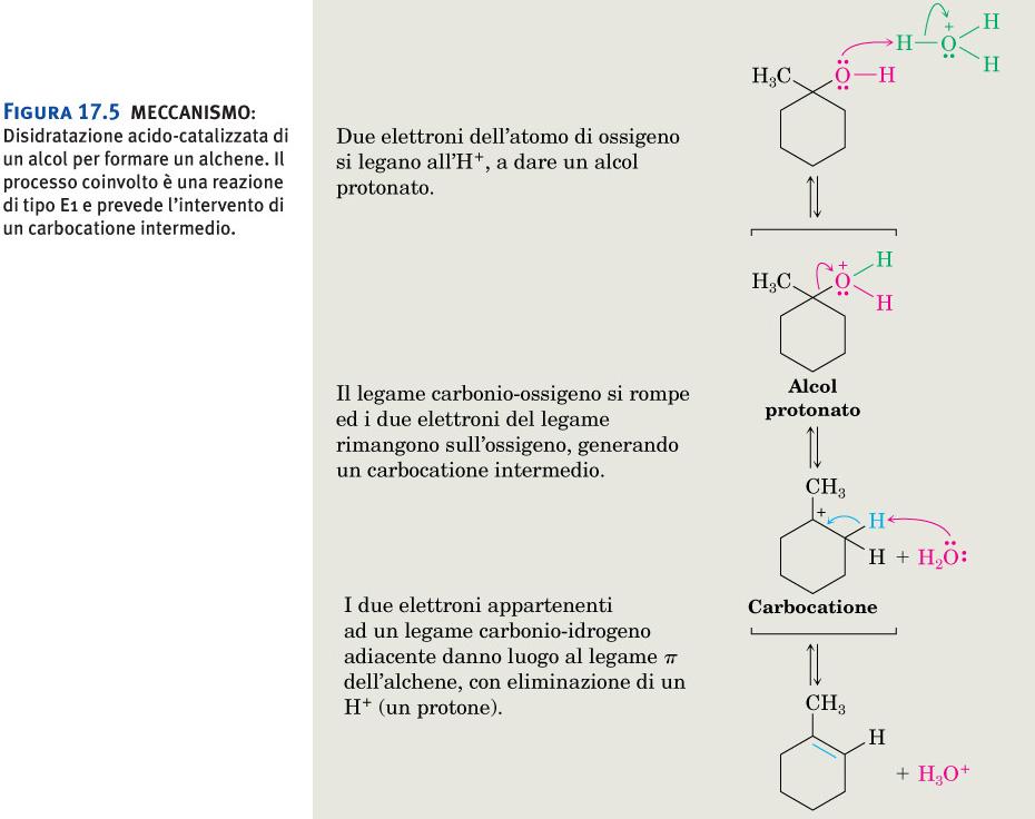 Alcoli: disidratazione Figura 17.5 MECCANISMO: Disidratazione acido-catalizzata di un alcol per formare un alchene.