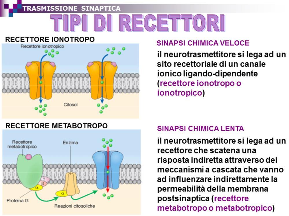 La velocità di trasmissione di una sinapsi chimica dipende dal tipo di molecole recettoriali della membrana postsinaptica.