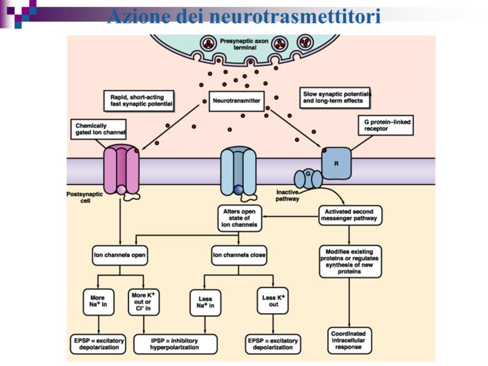 Molti neurotrasmettitori generano risposte rapide e di breve durata aprendo canali ionici (potenziale sinaptico veloce che dura pochi millisecondi).