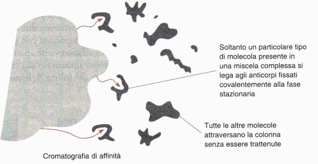 Affinità La fase stazionaria è un solido derivatizzato in superficie con recettori in grado di legare