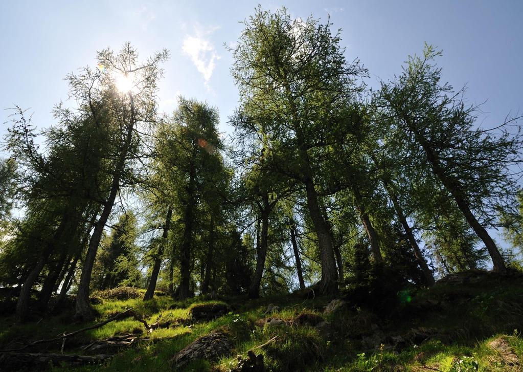 MODULO 1: CONSISTENZA E QUALITA DELLE FORESTE I boschi della