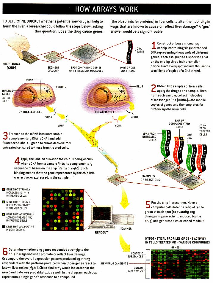 Trascrittomica - Studio dei profili di esperssione (quantità di mrna) dei geni in una cellula o tessuto - Il segnale misurato dipende dall'ibridazione tra le molecole