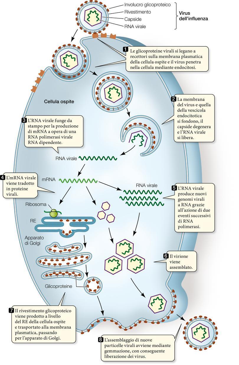 Il virus contiene l enzima necessario per la duplicazione del proprio genoma a RNA.