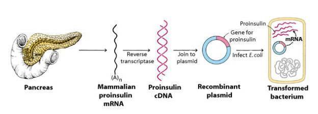 Ecco le tappe della produzione dell insulina umana: 1) Il frammento del DNA che corrisponde al gene umano dell'insulina viene isolato attraverso diverse tecniche; la più efficace e rapida è quella