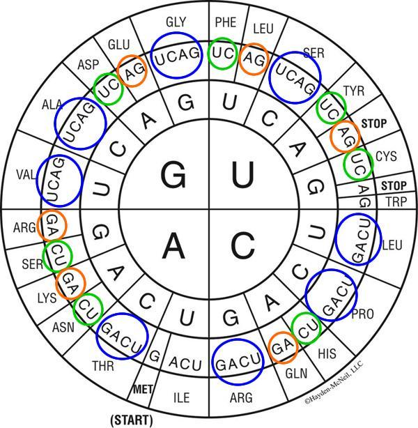 THE CODON TABLE As the codon table (which mrna nucleotide triplets coded for which amino acids) were being filled in, a number of patterns became evident (in the figure the first letter of the codon