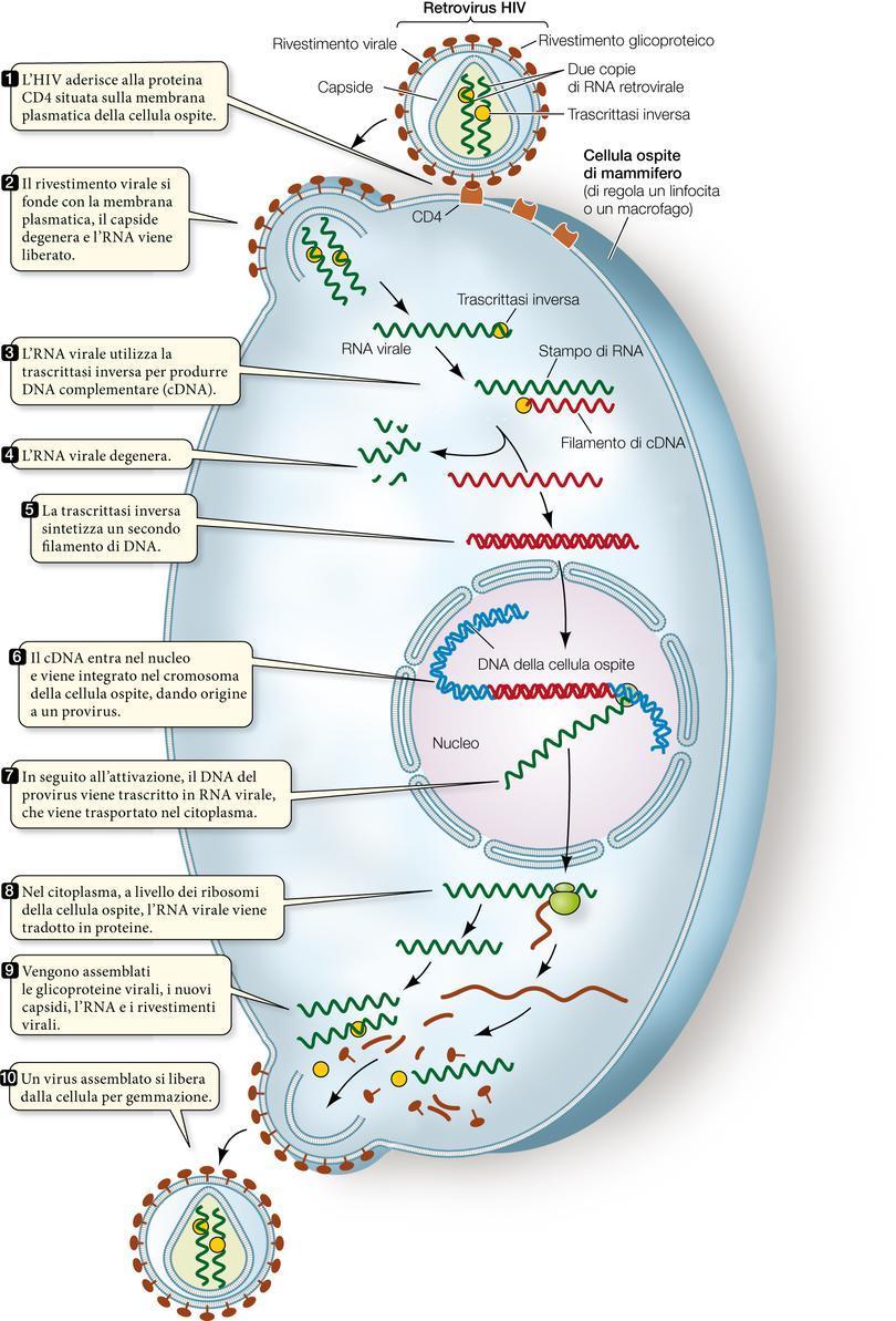 I retrovirus come HIV presentano un ciclo riproduttivo più complesso. In questo caso il virus penetra nella cellula per fusione diretta tra il rivestimento virale e la membrana plasmatica dell ospite.