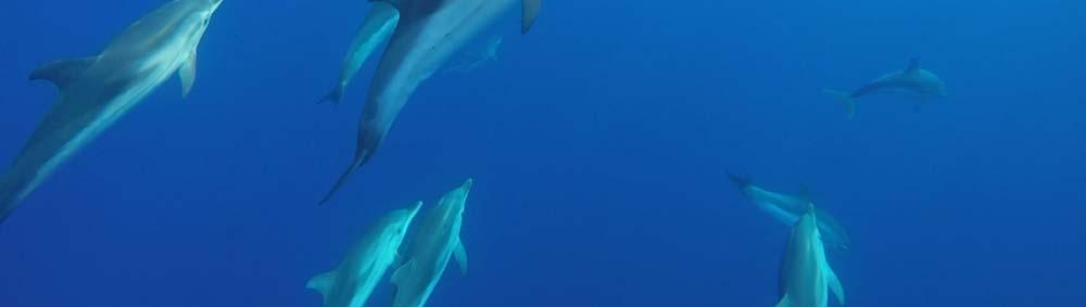 Dolphin Project nelle acque delle isole dell arcipelago Campano (Ischia Procida e Capri) e Pontino (Ventotene e