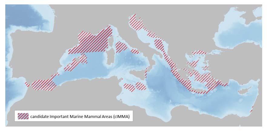 AZIONE DI CONSERVAZIONE 1: IMMAs WORKSHOP Le acque costiere di Ischia (per tursiope e delfino comune), le acque tra Ischia e Ventotene (per grampo e balenottera), gli Arcipelaghi Campano e Pontino