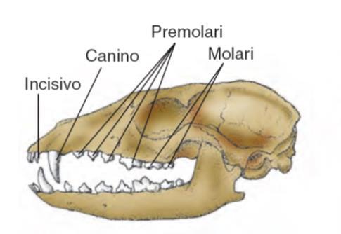 Solida Carnivori