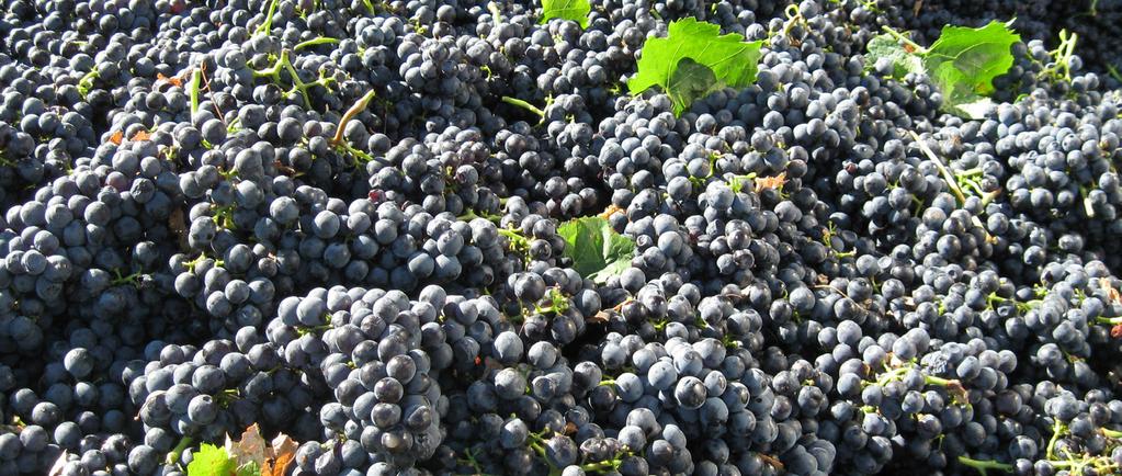 I VINI Grande spazio è stato dato soprattutto a due vitigni, che sono la base dell attuale produzione il Merlot, vitigno