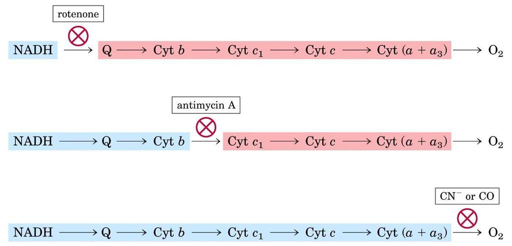 Sequenza della catena di trasporto La sequenza può anche essere sperimentalmente determinata in base agli effetti di inibitori del trasferimento degli elettroni.