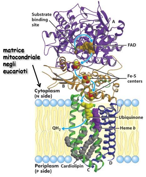 Complesso II: succinato deidrogenasi Il complesso II è di fatto l enzima che partecia al ciclo dell acido citrico ed è l unico che è associato alla membrana (proteina integrale) Il complesso