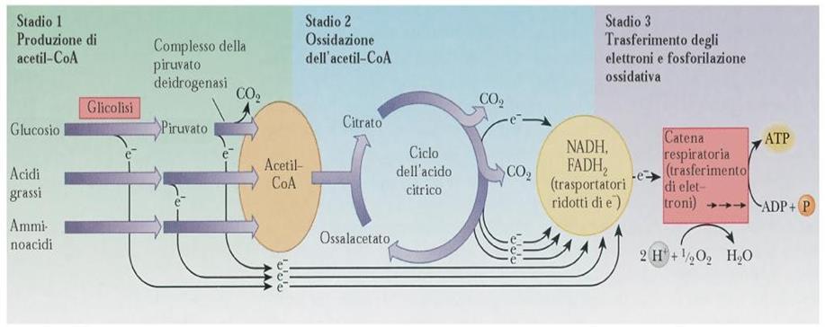La respirazione cellulare Il ciclo dell acido citrico ha un ruolo centrale nel catabolismo.