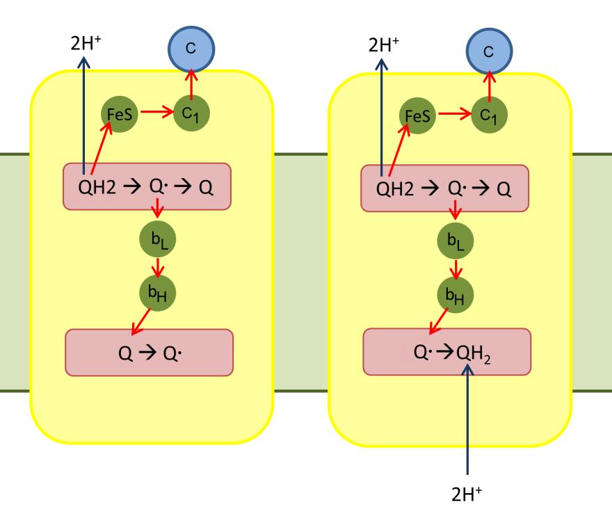 red semplificando QH 2 + 2 c ox -> Q +2 c red In questo modo una molecola di QH 2 riesce a trasferire i due