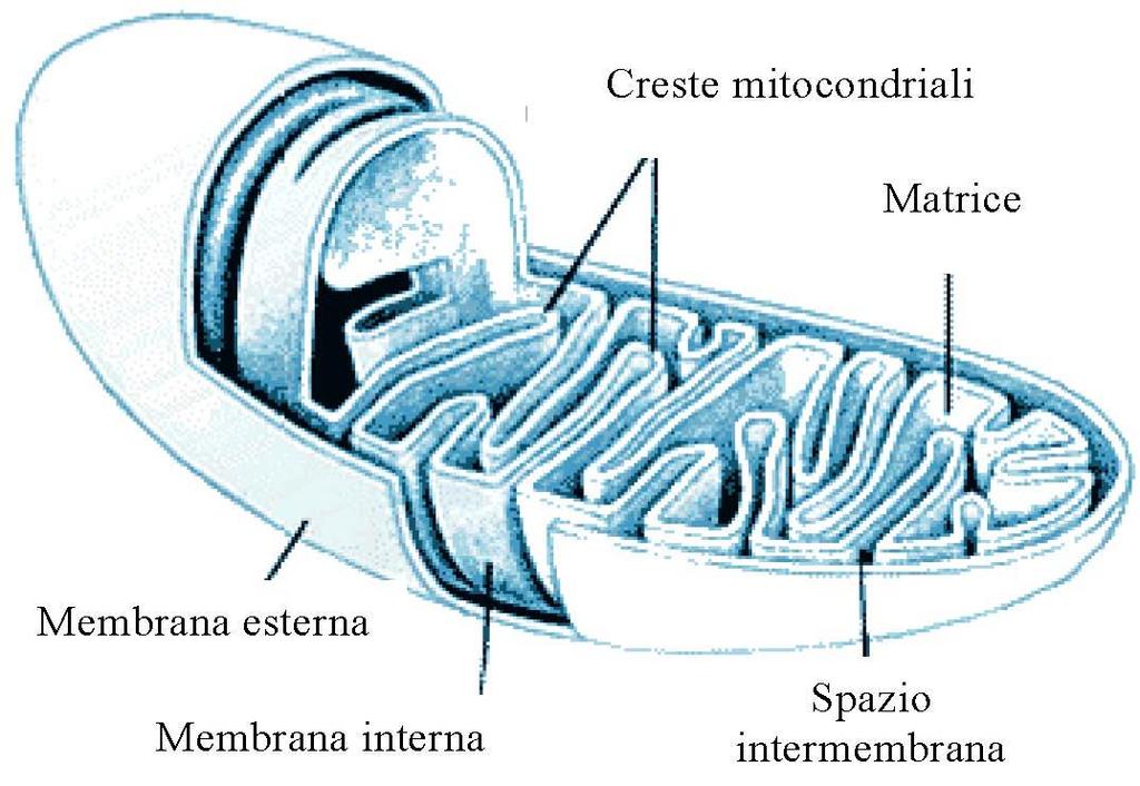 Trasportatori di elettroni e mitocondrio I trasportatori di elettroni sono localizzati sulla membrana mitocondriale interna.