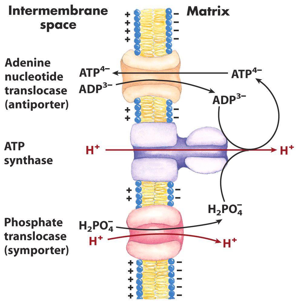 Il gradiente protonico consente il trasporto attivo La funzione principale del trasferimento degli e- nei mitocondri è quella di fornire energia per la sintesi di ATP.