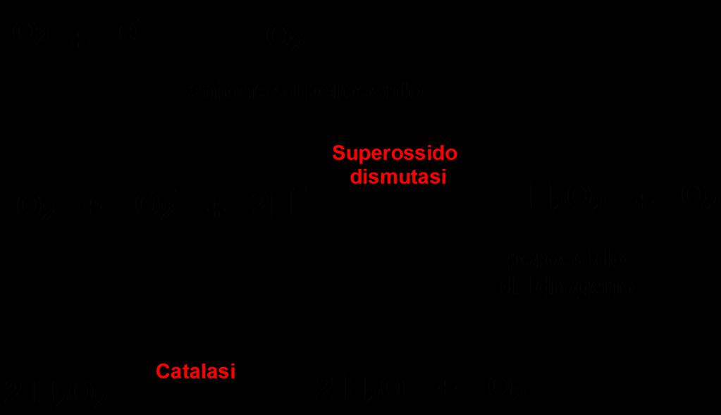 Specie reattive dell ossigeno (ROS) La riduzione incmpleta della molecola di ossigeno porta alla formazione di specie radicaliche (O 2- e H 2 O 2 ).