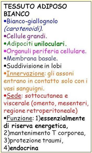 (esempio grasso bruno) Tessuto adiposo Tessuto adiposo