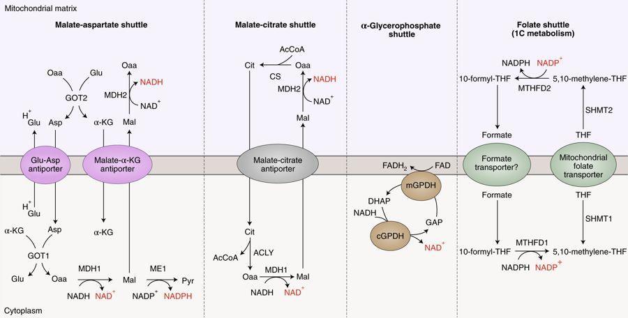 Principali shuttle mitocondriali Sistemi di trasporto che consentono lo scambio di metaboliti tra l