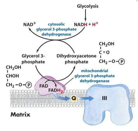 Shuttle del glicerofosfato Glicolisi Il diidrossiacetone fosfato che proviene dalla via glicolitica viene utilizzato come trasportatore di elettroni tramite riduzione a glicerolo 3- fosfato