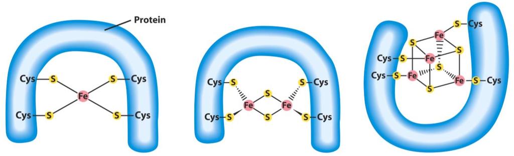 Proteine Ferro-Zolfo (FeS) In queste proteine gli atomi di ferro sono associati ad atomi di zolfo inorganico o ad atomi di zolfo di residui di Cys della proteina.