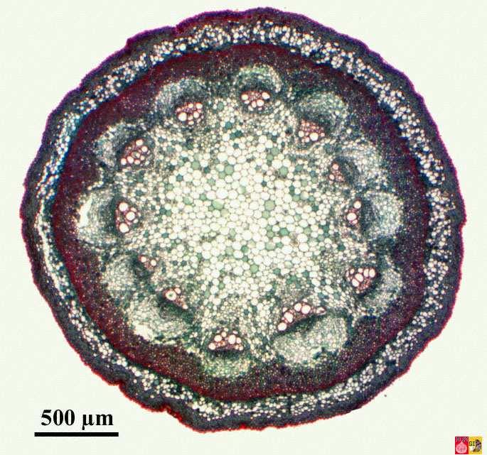 FUSTO: Struttura primaria Nel fusto di Aristolochia il parenchima corticale è occupato da