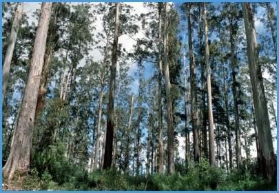 5 GtCO 2 /yr FORESTE: PARTE DEL
