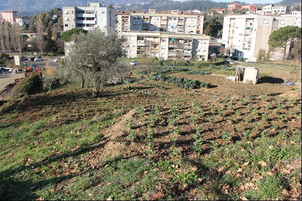 nuove piante in altre aree verdi Tavolo Verde : per la realizzazione pratica di azioni scaturite dai