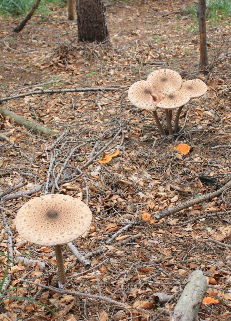 sbucare fuori dalla vegetazione su un