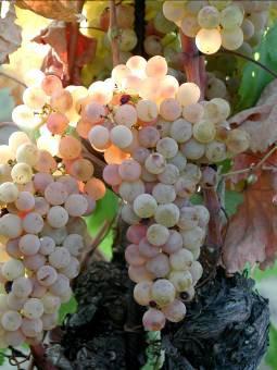 . è conosciuta come Uva di Bertinoro e, specialmente dai contadini, coi nomi di Durella o Rossola: è un uva a grappoli grossi, cilindrico-piramidali, serrati, ad acini tondi, bianchi, a buccia