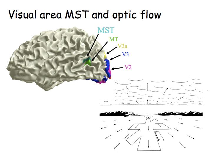 Integrazione di movimenti oculari e movimento Integrazione di movimenti oculari e movimento A leftward eye movement channel. All connections are excitatory.