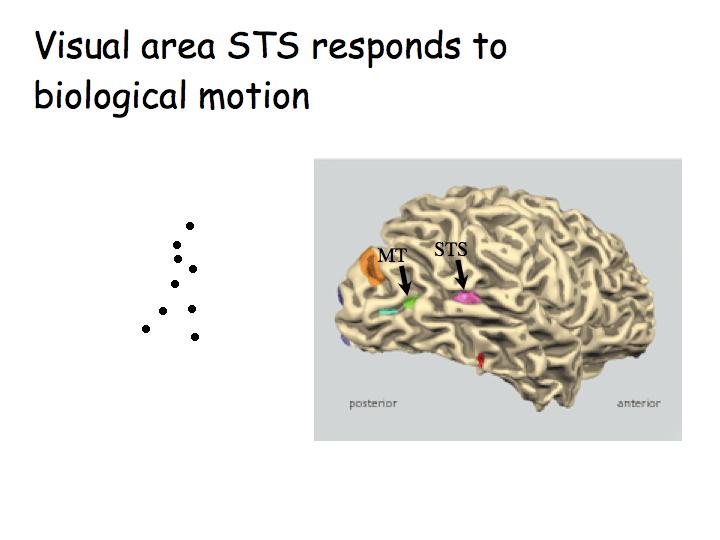 Analisi del movimento biologico Attenzione visiva: //movimenti oculari In regime saccadico, alterniamo