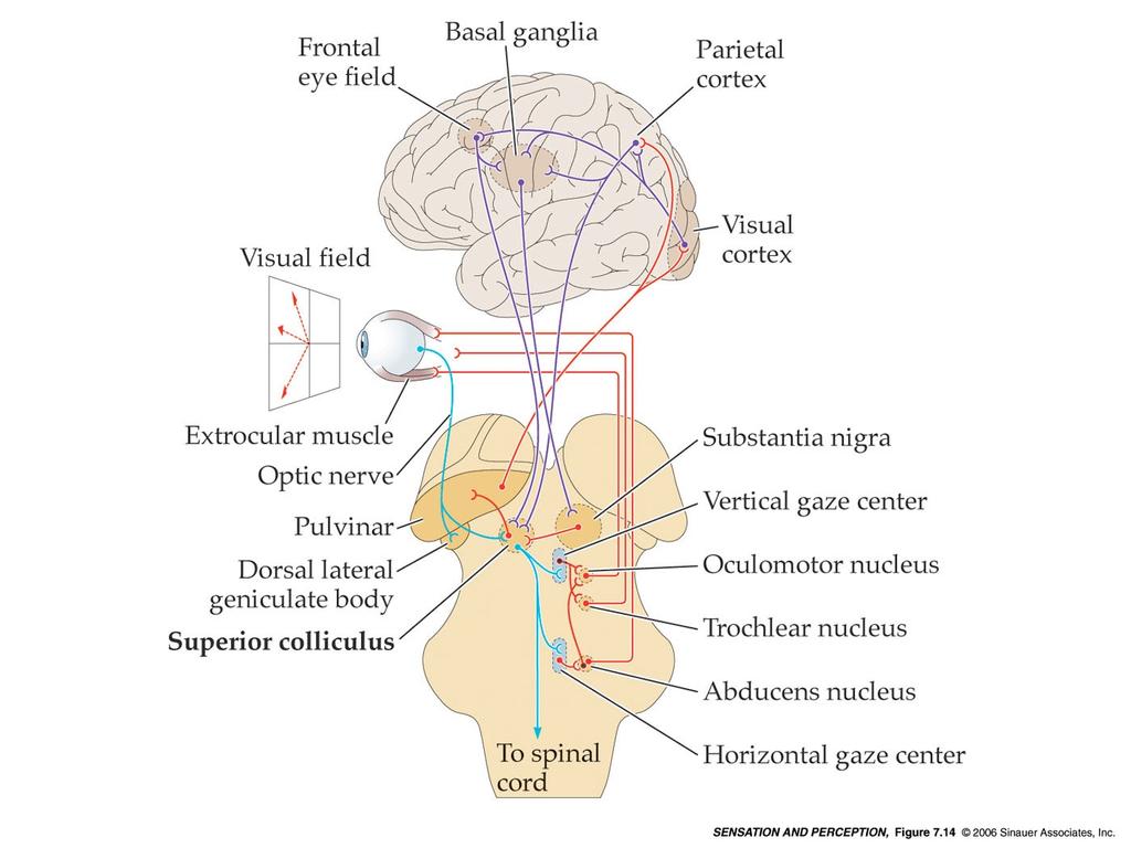 I movimenti oculari //fisiologia dell occhio Complesso meccanismo coordinativo (attivazioni e inibizioni originate da labirinti, articolazioni e muscoli del collo, retina/fovea, terminazioni