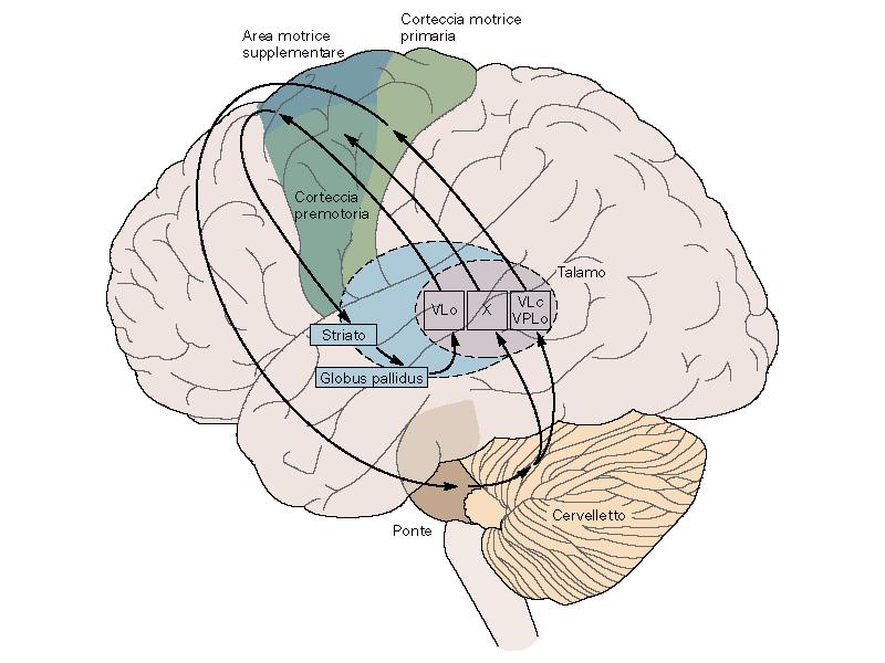 Afferenze sottocorticali Tutte le aree motorie (primaria e secondarie) ricevono anche afferenze dai nuclei della base e dal cervelletto, attraverso