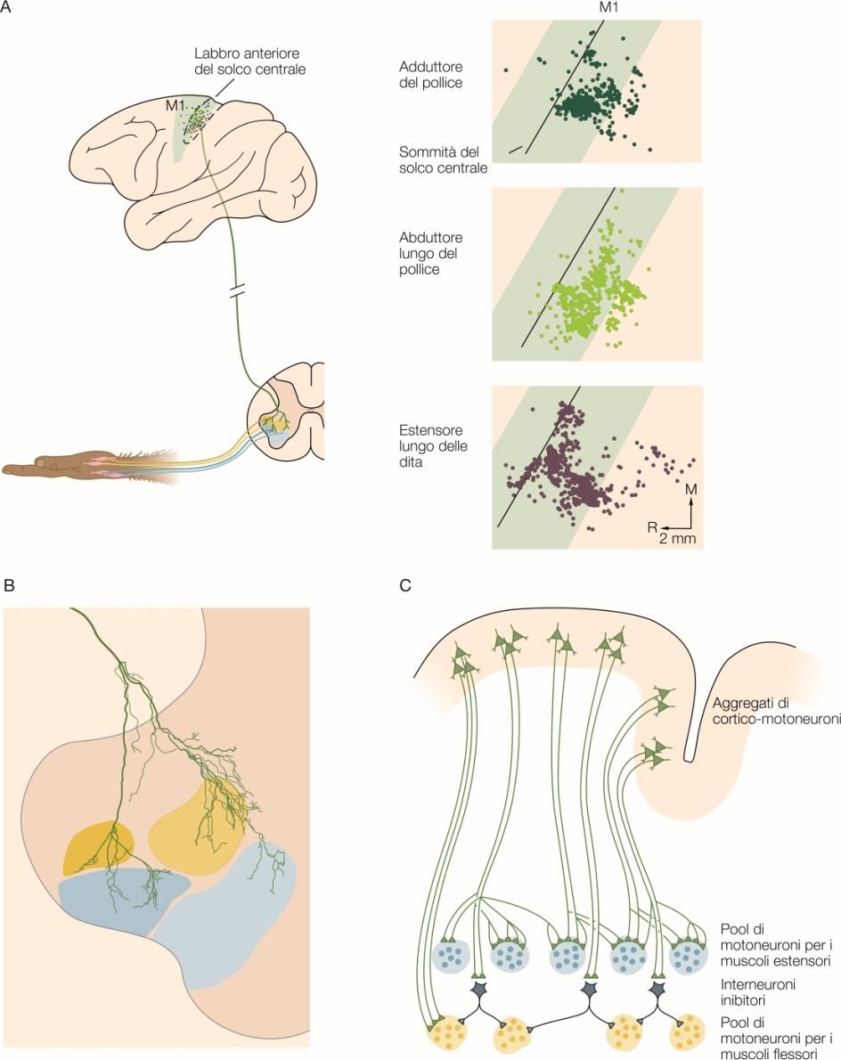 I cor1co-motoneuroni a@vano gruppi complessi di muscoli tramite connessioni