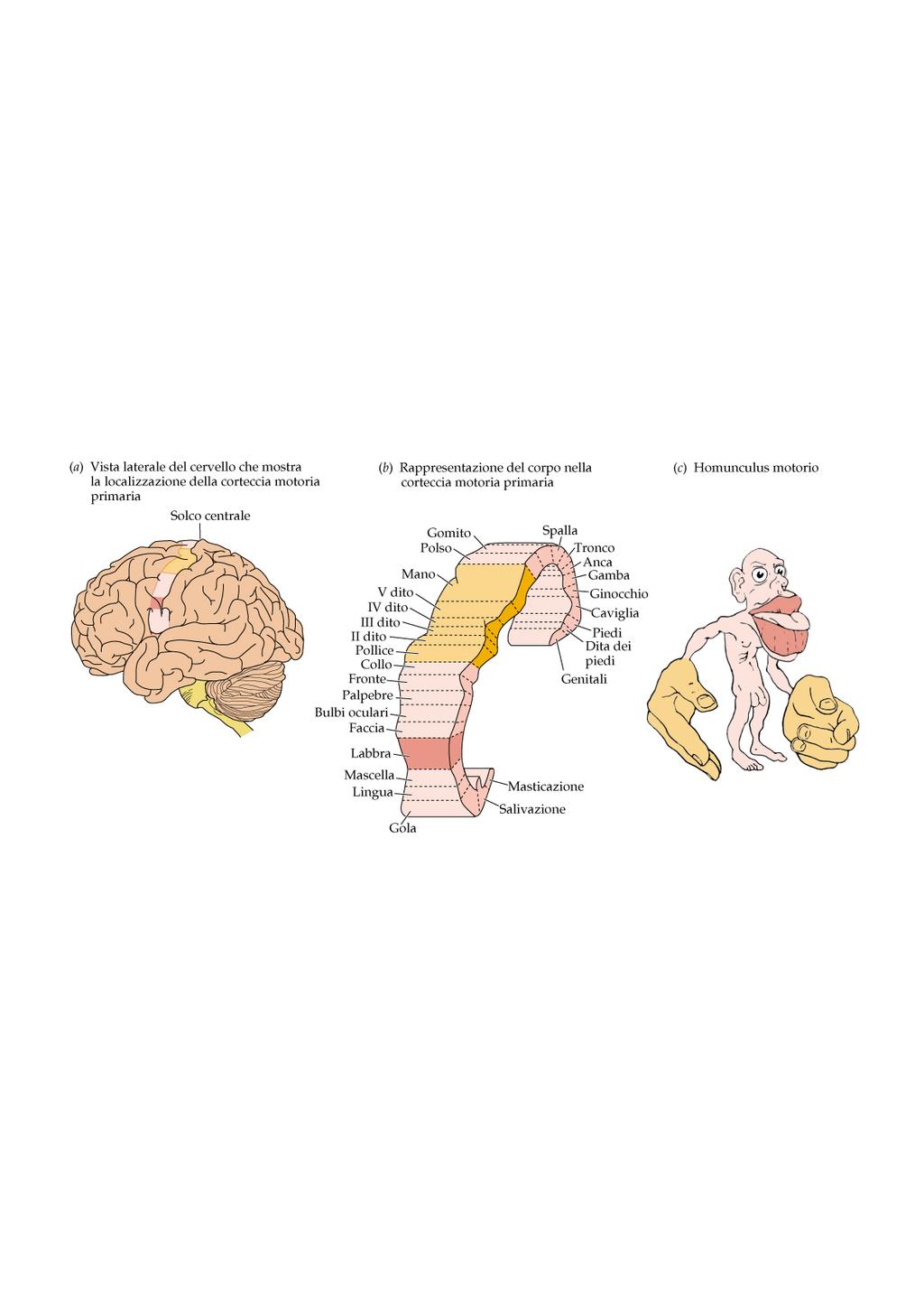 Rappresentazione somatotopica nella corteccia motoria