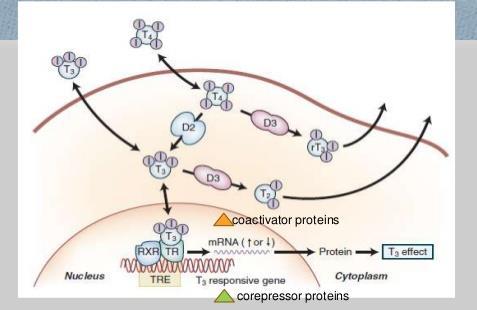 Meccanismo d azione degli ormoni tiroidei T3 è l ormone attivo T3 interagisce con TR (recettore nucleare) che forma un eterodimero con RXR (retinoid X receptor) L intero