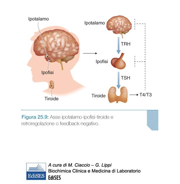 ASSE IPOTALAMO-IPOFISI -TIROIDE TRH = ormone di rilascio della tireotropina o TSH TSH= ormone tireostimolante, tireotropina T4 = 3,5,3,5 -tetraiodotironina o tiroxina T3