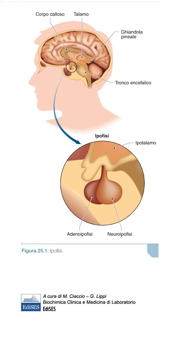 Alterazioni portano al diabete insipido Ossitocina Provoca le