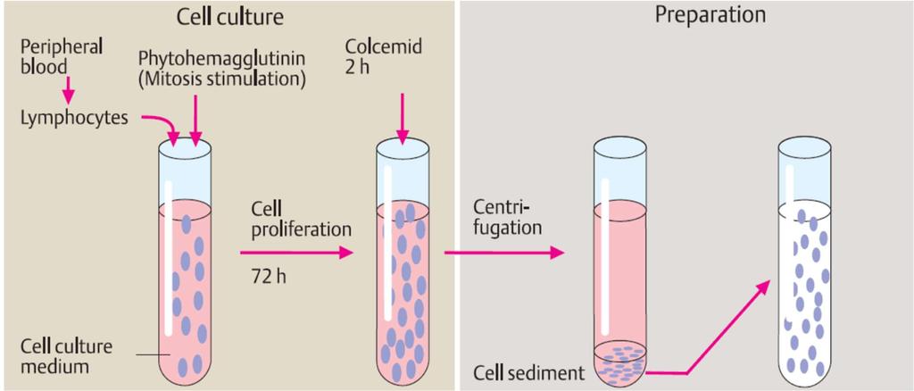 Cariotipo di routine Blocca in metafase