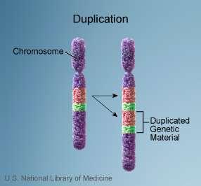 Duplicazione