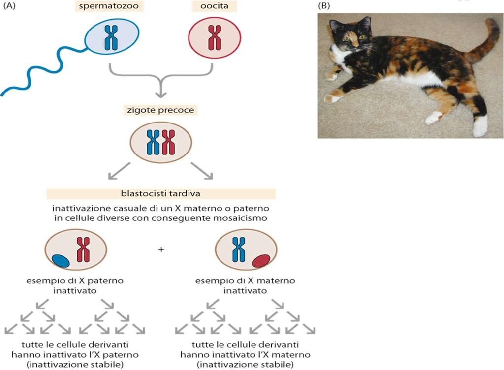 X-inactivation Il sesso maschile è determinato dalla presenza del cromosoma Y.