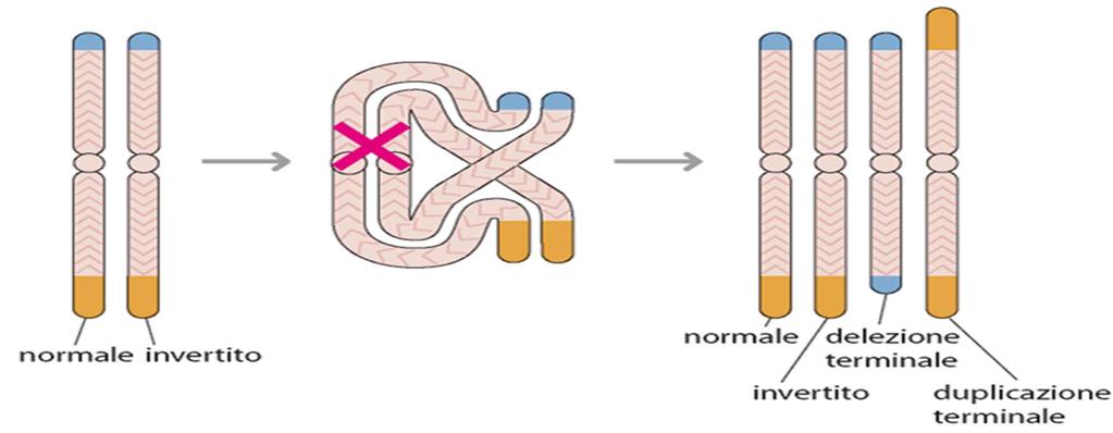 Inversione pericentrica I cromosomi normale e invertito si appaiano formando, rispettivamente, un ansa ed un