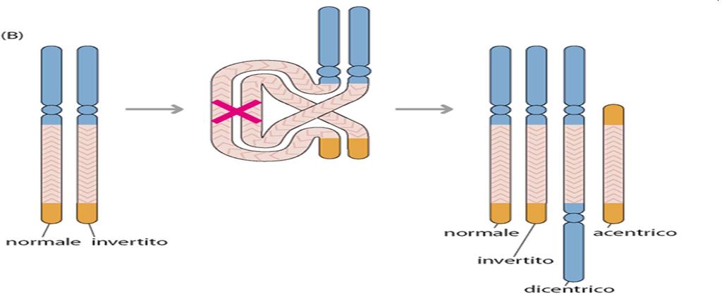 Inversione paracentrica I cromosomi normale e invertito si appaiano formando, rispettivamente, un ansa ed