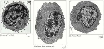 fatti da catene di legame con l antigene variabili clonalmente che sono associate con proteine accessorie invarianti.