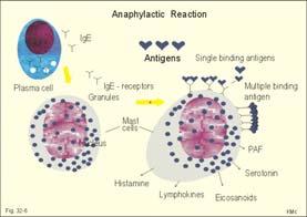 Modelli su come il segnalamento potrebbe iniziare nei rafts SIGNALLING MEDIATO DA IMMUNOGLOBULINA E NELLA