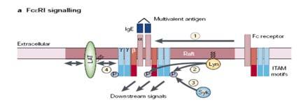 Il crosslinking del FcεRI da antigeni oligomerici attiva il processo di segnalamento transmembrana,